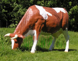 Dekofigur "Fanny" Lebensgroße, grasende, braun-weisse Kuh, 160cm hoch